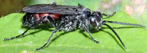 Réf. 327 120 : Anoplius sp.